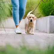 Vet Urges Dog Owners to Carry Bandanas on Walks This Bank Holiday Weekend