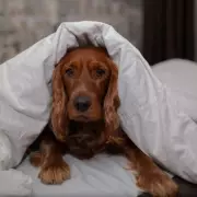 Vet Warns Against Sharing Bed with Pets Due to Health Risks