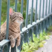Vet Warns Cat Owners Against Spraying Water on Pets During Heatwave