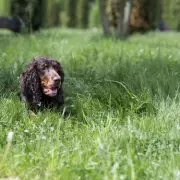 Vet Warns Dog Owners of Higher Parasite Risk This Summer