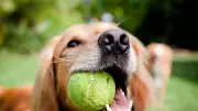 Vet Warns Dog Owners Tennis Balls Cause Irreversible Tooth Damage