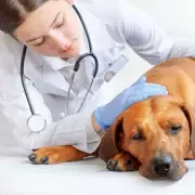 Vet Warns of Eight Fatal Symptoms as Dogs Face Summer Blue-Green Algae Danger