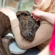 Vet's 5 Golden Rules for Dogs Over 5 to Prevent Arthritis