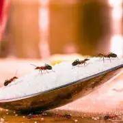 Vinegar Spray Keeps Ants and Flies Away This Spring
