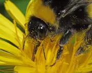 Violence, Precision, and Free Lunches: The Weird World of Pollination