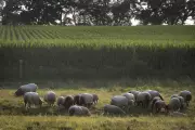 Viral Shepherd Job Ad Draws 59M Views Amid China's Employment Woes