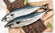 Waitrose Halts Mackerel Sales Over Overfishing Concerns