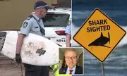 Warning Issued Over Aggressive Bull Sharks on Australia's East Coast After Attacks