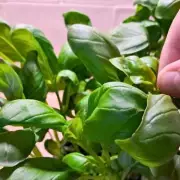 Weekly Pinching Trick Makes Basil Leaves Bigger and More Flavorful