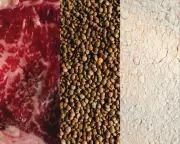 Weighing the Pros and Cons of Popular Protein Sources
