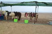 Welsh Beach Bans Century-Old Donkey Rides, Family Heartbroken