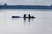 Whale Expert: Why Stranded Humpback Timmy Should Have Been Euthanised