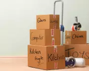 What Makes a Place a Home? A Cat's Journey and a Family's Move