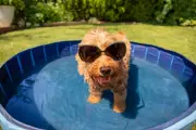When Is It Too Hot to Walk Your Dog? 11 Safety Tips for Heatwaves