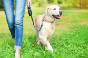 When Is It Too Hot to Walk Your Dog? 11 Tips for Heatwave Safety