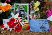 White House mocked for bizarre Harambe tribute a decade after gorilla's death