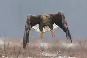 White-Tailed Eagles to Return to Exmoor Despite Farmer Concerns