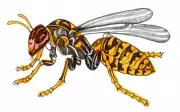 Why Can't Wasps Swim? Fun Kids' Quiz Questions