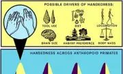 Why Most Humans Are Right-Handed: Oxford Scientists Uncover Evolution's Answer