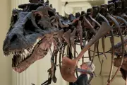 Why T. rex Evolved Tiny Arms and a Bone-Crushing Skull