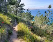 Wildfire Threatens Unique Santa Rosa Island Flora with Extinction