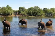 Woman Killed by Fighting Elephants at India Tourist Camp, Ban Imposed