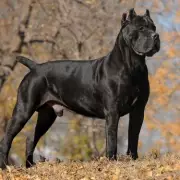 Woman's Throat Ripped Open in Cane Corso Dog Attack, Needs Emergency Surgery