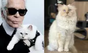 World's Richest Cat Choupette Now Broke After Lagerfeld's Death
