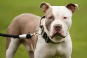 XL Bully Owner Pleads Guilty After Fatal Attack on Teen in Bristol