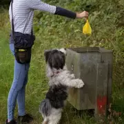 Your Legal Rights If Your Neighbour Won't Pick Up After Their Dog