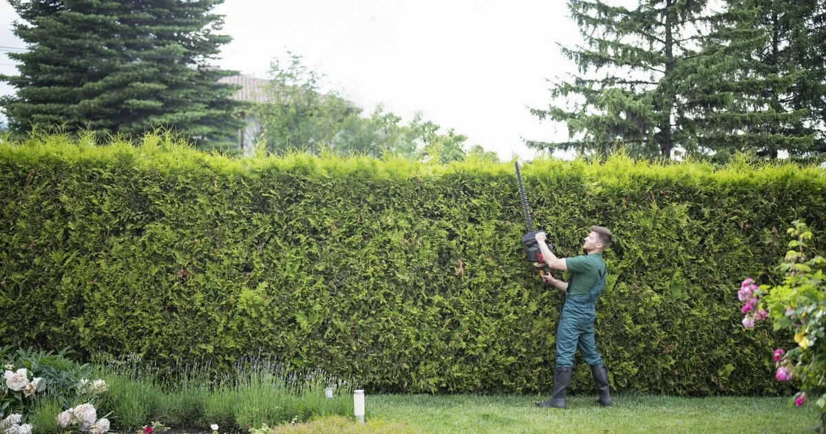 Overgrown Hedges Could Land UK Homeowners £1,000 Fine