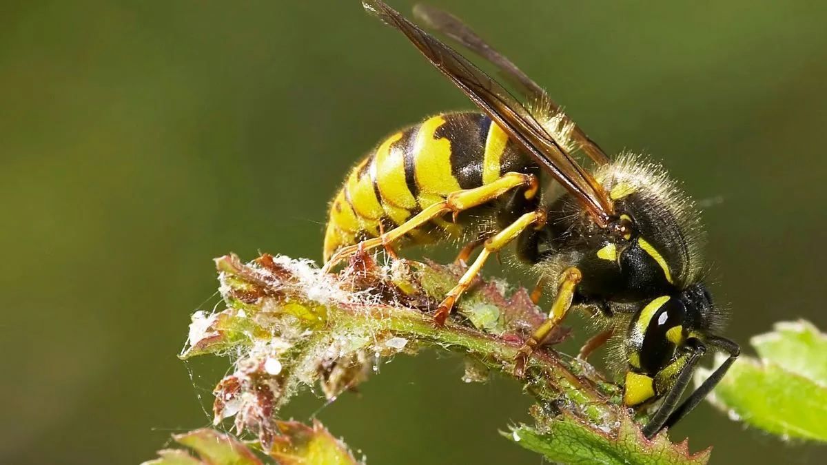 10p Plastic Bag Trick to Keep Wasps Away from Gardens