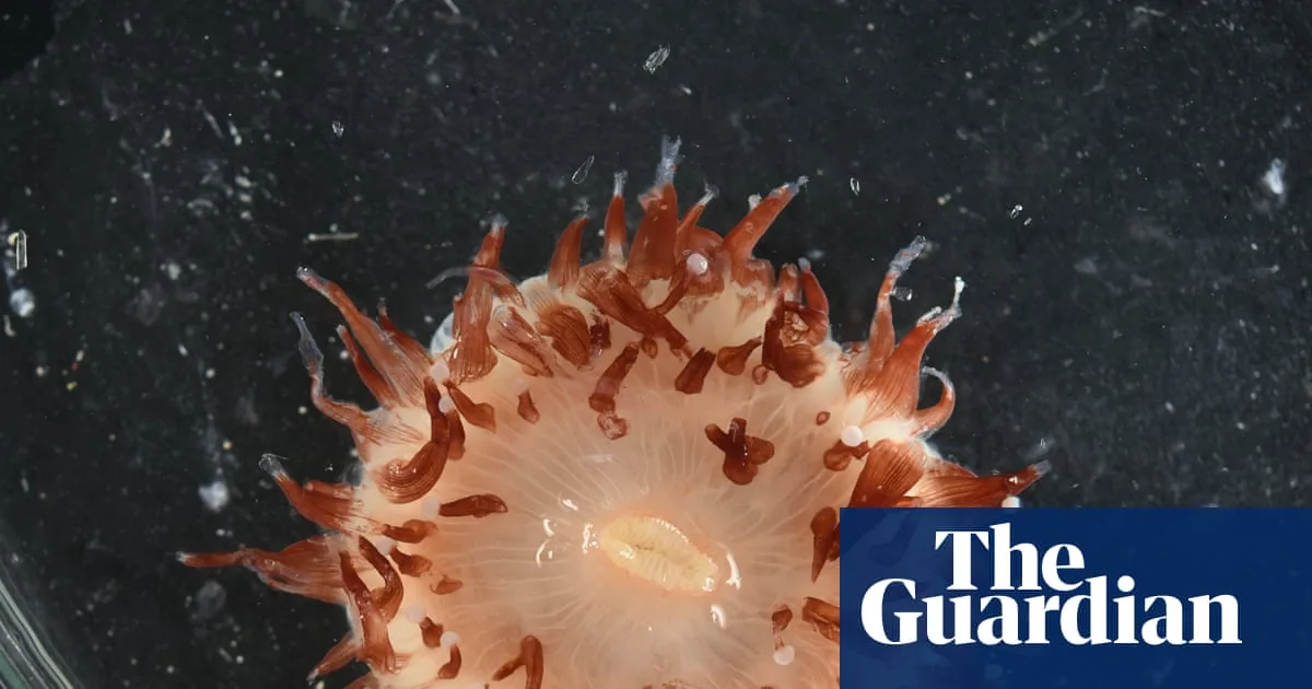 Over 110 New Marine Species Discovered in Coral Sea Deepwater Expedition