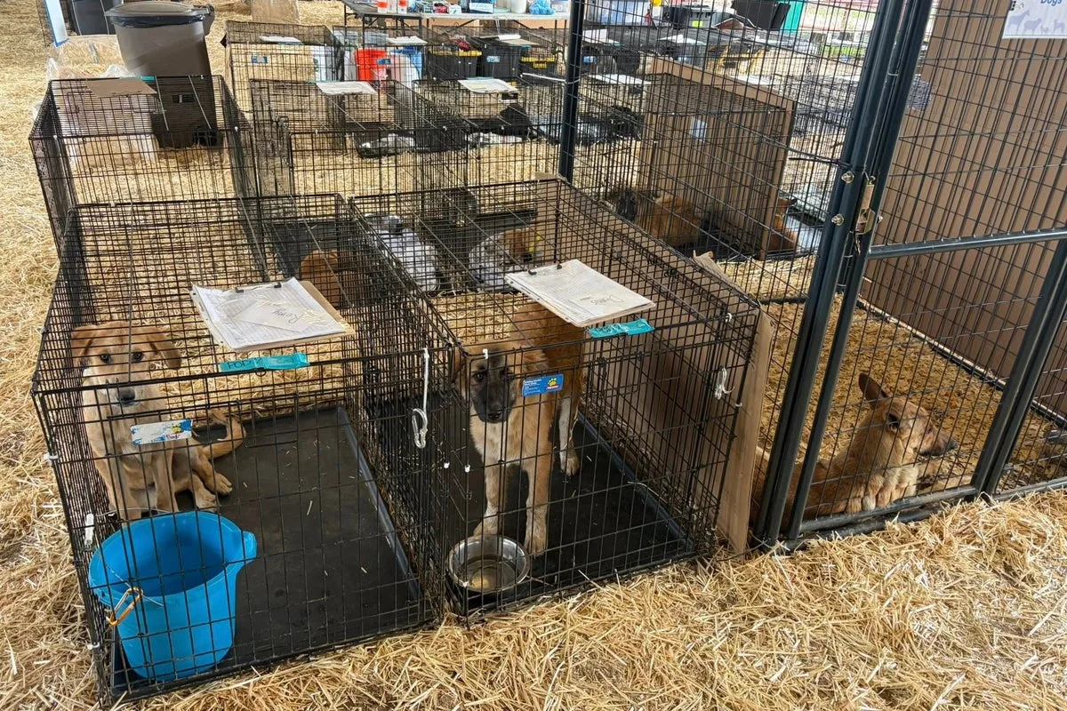 Over 125 Dogs Rescued From Hoarding Homes in Texas
