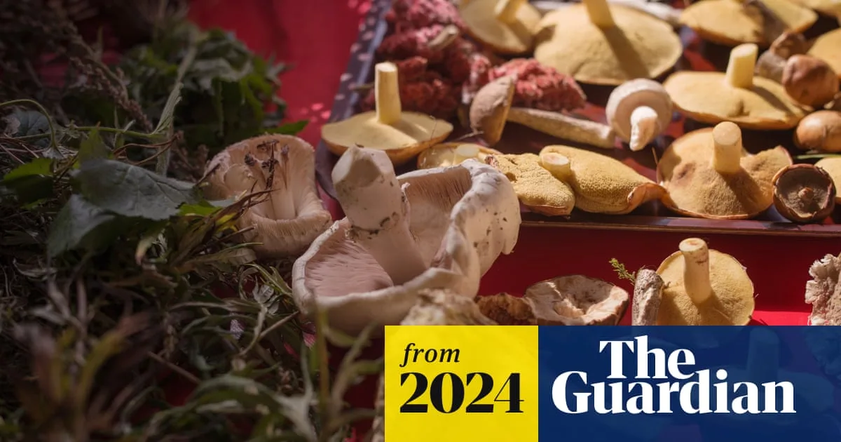 Mushroom Coffee Trend Brews Controversy as Experts Question Health Claims