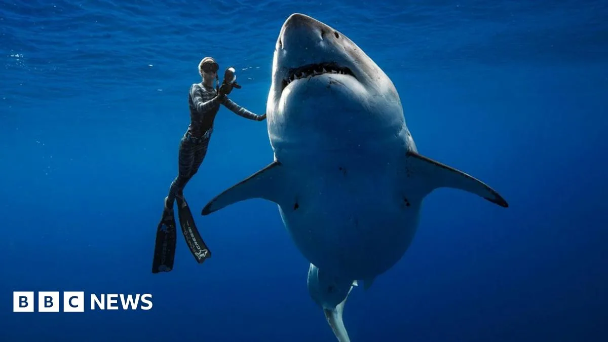 Divers Encounter Massive Great White Shark Off Hawaii