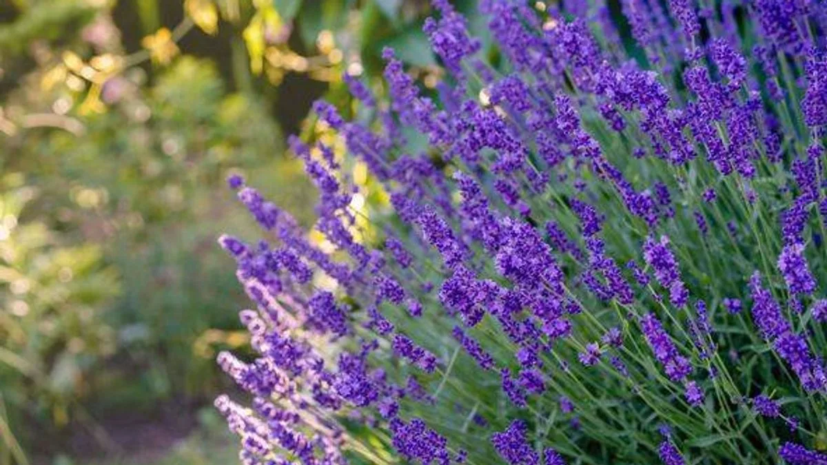 Boost Lavender Blooms with Three Kitchen Scraps