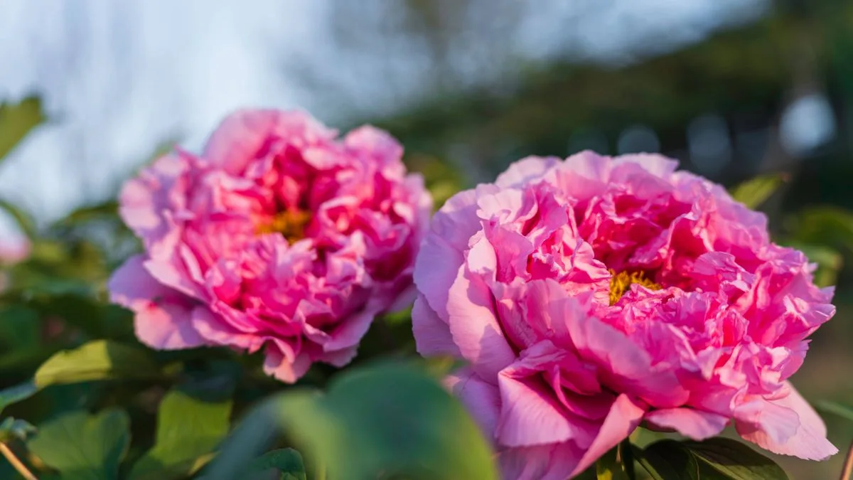 Five Perennial Plants That Bloom for Decades, One Lasts 50 Years