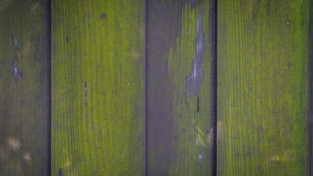 57p White Vinegar Removes Green Algae From Garden Fences