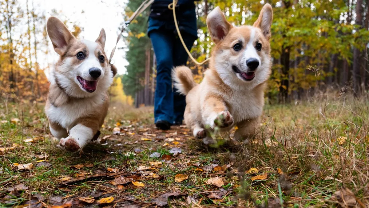Rich Family Offers £60k for Live-In Dog Companion and Estate Assistant