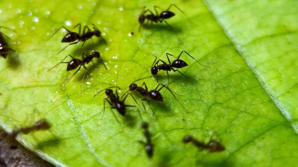 66p Spice Repels Garden Ants Naturally, Expert Claims