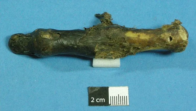 Severed Yeti Finger Found in London Museum Sparks Mystery