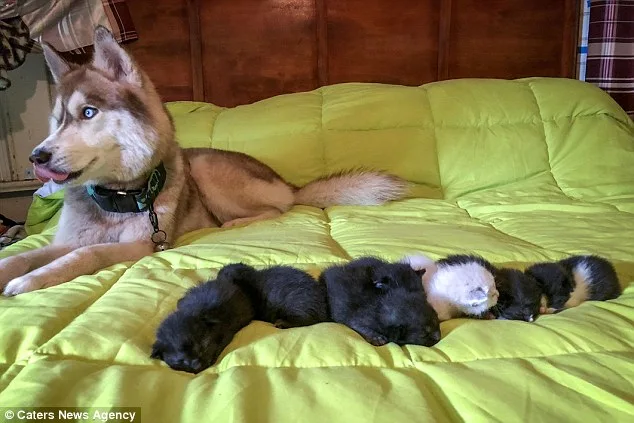 Heroic Husky Rescues Seven Abandoned Newborn Kittens in Georgia
