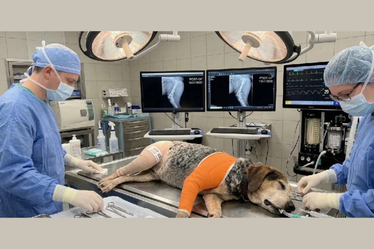 Florida family nearly loses $2,800 in AI dog scam with fake vet images