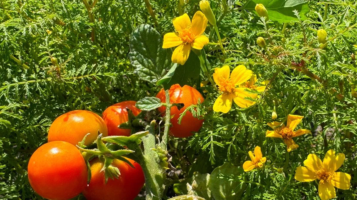 Alan Titchmarsh Recommends Marigolds to Repel Tomato Pests Naturally