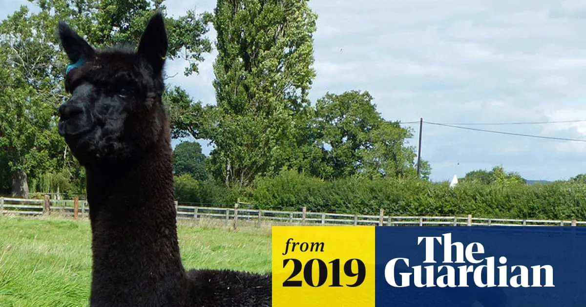 Alpaca Farmer Loses High Court Battle to Save Geronimo from Slaughter