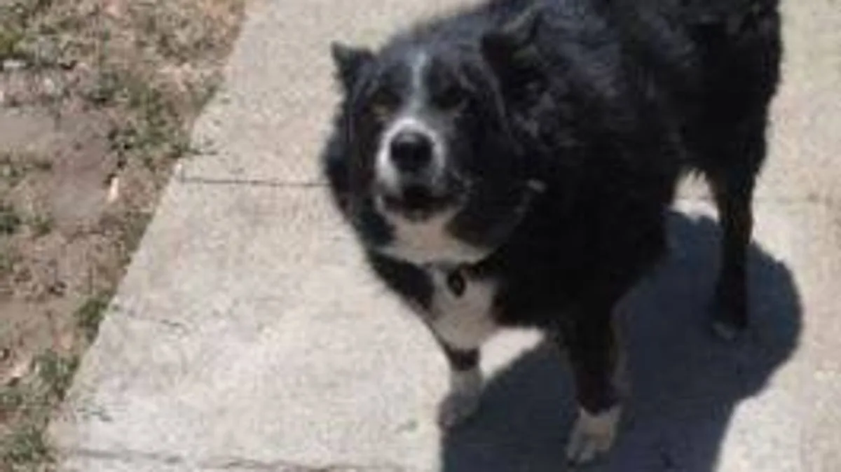 Amazon Driver's Delivery Photo with Dog Delights Owner