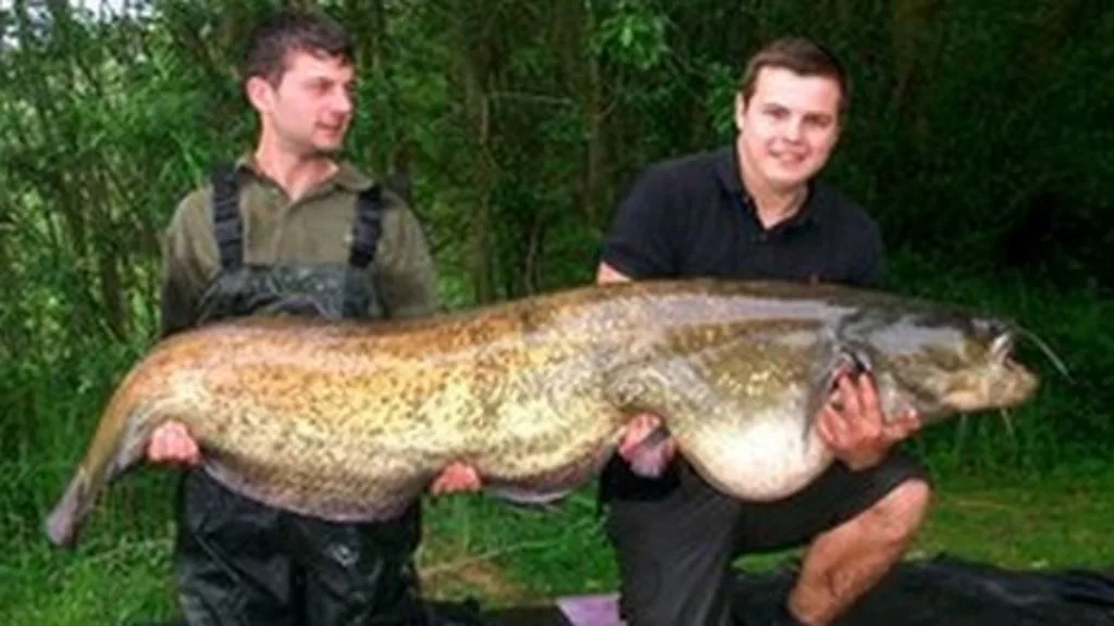 Angler Lands 9ft Catfish After Epic 50 Min Battle