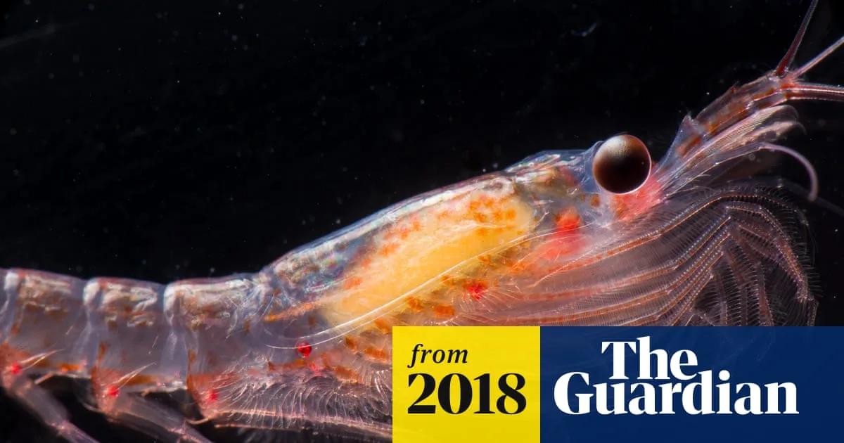 Industrial Krill Fishing Threatens Antarctic Ecosystem, Greenpeace Warns