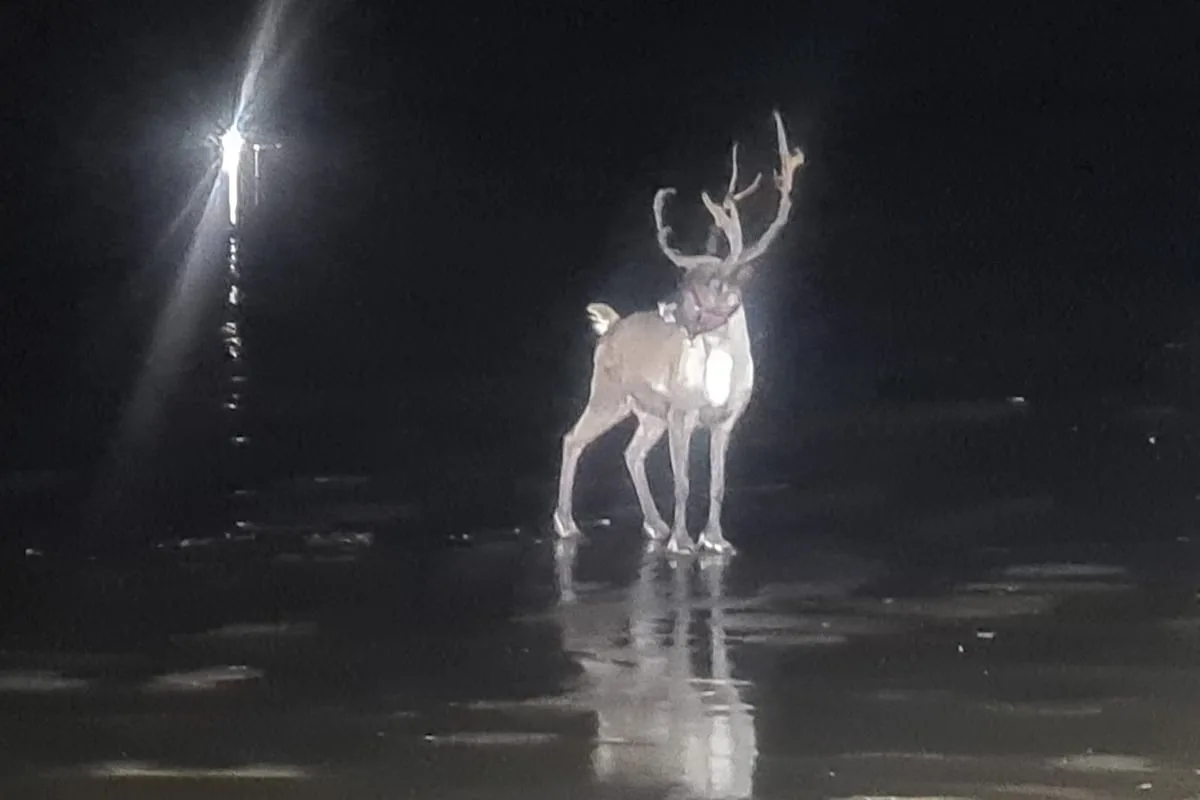 Armed Police and Marines Rescue Runaway Reindeer in Formby